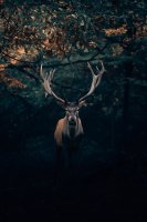 Akustikbild Majestic Deer