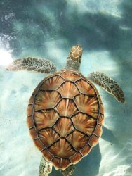 Akustikbild Peaceful Sea Turtle