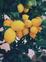 Akustikbild Juicy Lemons